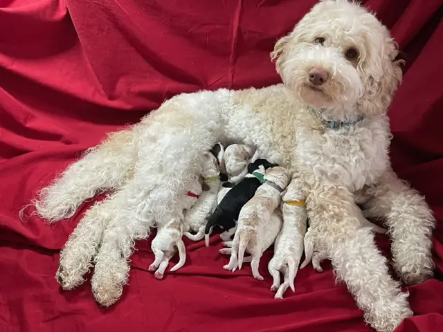 Labradoodle feeding her puppies