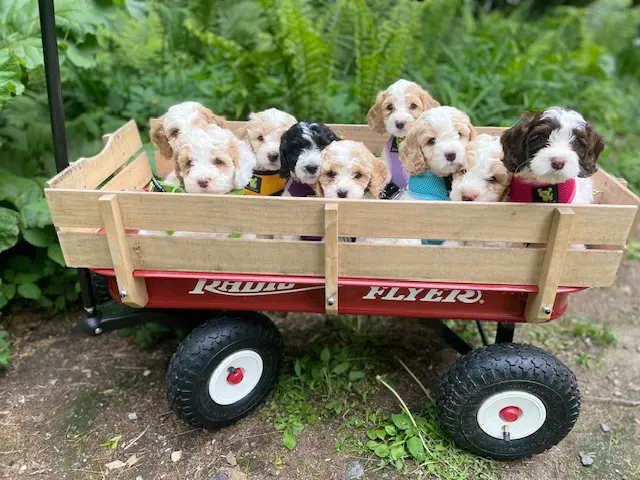 closeup of cute puppies in a cart