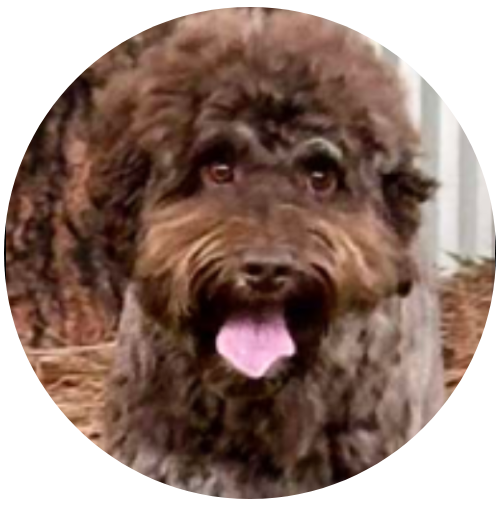 Wookiee ALAA-127338