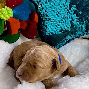 Sleeping puppy beside colorful toy and pillow.