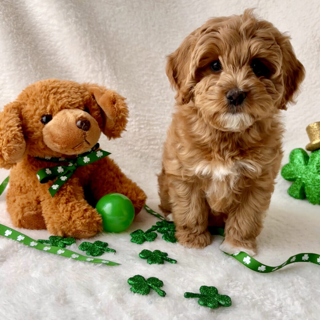 Puppy with toy and shamrock decorations.