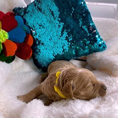 Puppy sleeping on fluffy blanket with pillows.