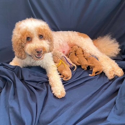 Dog nursing five puppies on blue fabric.