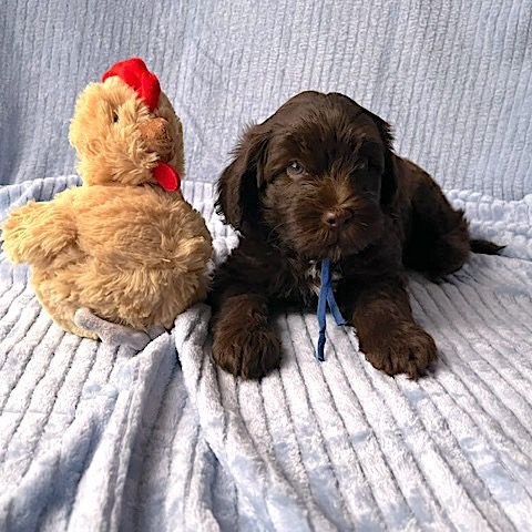 Blue Ribbon Boy