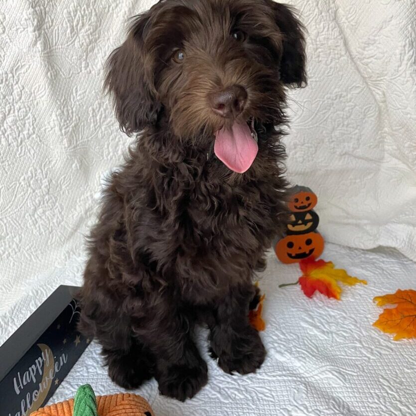 Green Ribbon Boy 14 Weeks Old