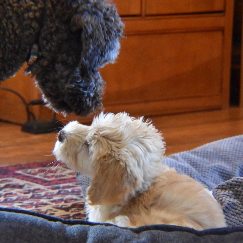 A Black Fur Dog ABover a White Dog