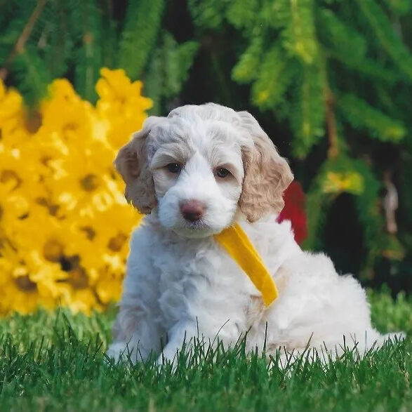 A White Color Fur Dog With a Yellow Leash