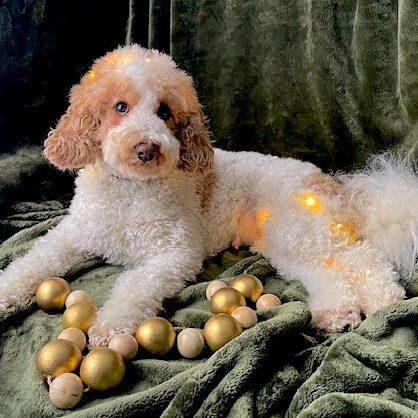 Fluffy dog with golden baubles on blanket.