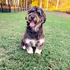 Happy panting dog in park at sunset
