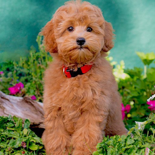 Cute puppy sitting in a garden.