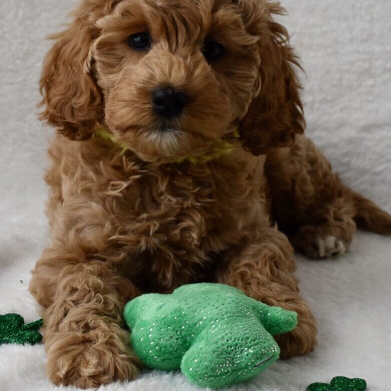 Brown puppy with green shamrock toy.