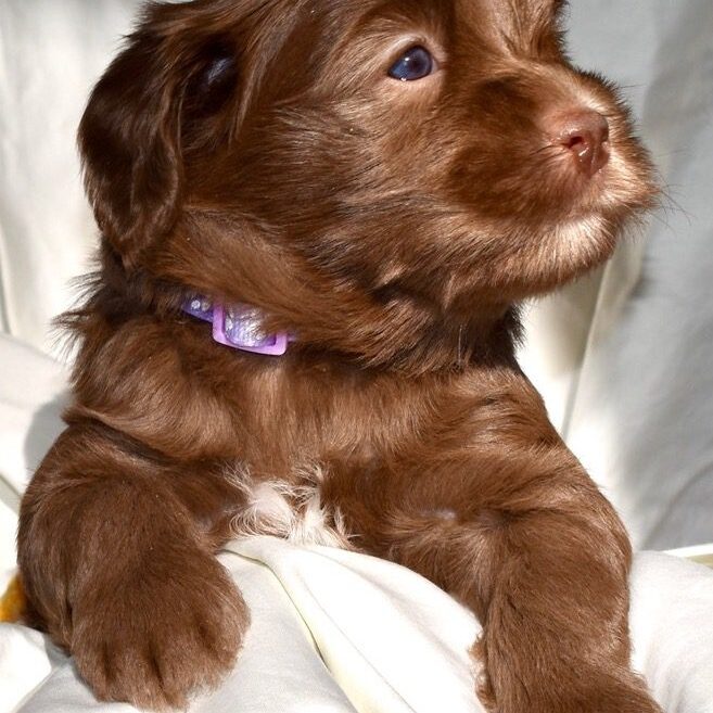 Wizzle6weeks Wizzle6weeks