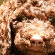 A Brown Color Fur Dog Close Up Image