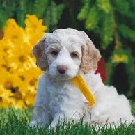 A White Color Fur Dog With a Yellow Leash One